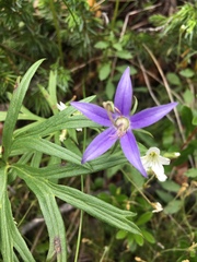 Campanula aurita
