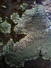 Pannaria minutiphylla