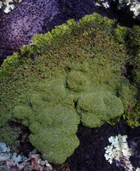 Pannaria minutiphylla