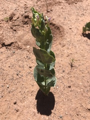 Astragalus asclepiadoides