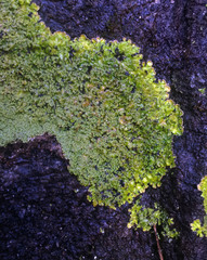 Pannaria minutiphylla