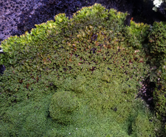Pannaria minutiphylla