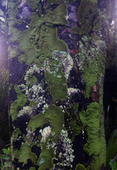 Pannaria minutiphylla