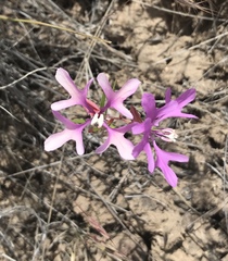 Clarkia pulchella