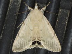 Litoprosopus coachella