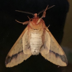 Symphlebia