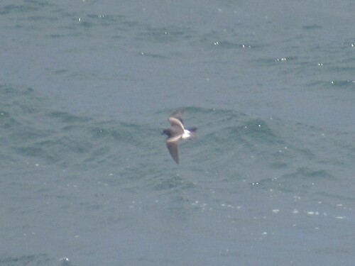 Leach's Storm-Petrel, Benwee, Kilcummin, Co. Mayo, Ireland, photo 10 of 10