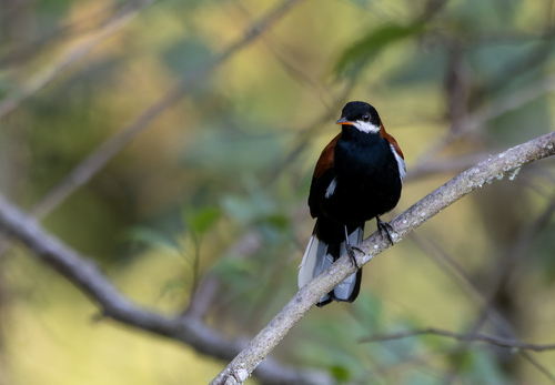 White-eared Solitaire (Entomodestes leucotis), photo 1