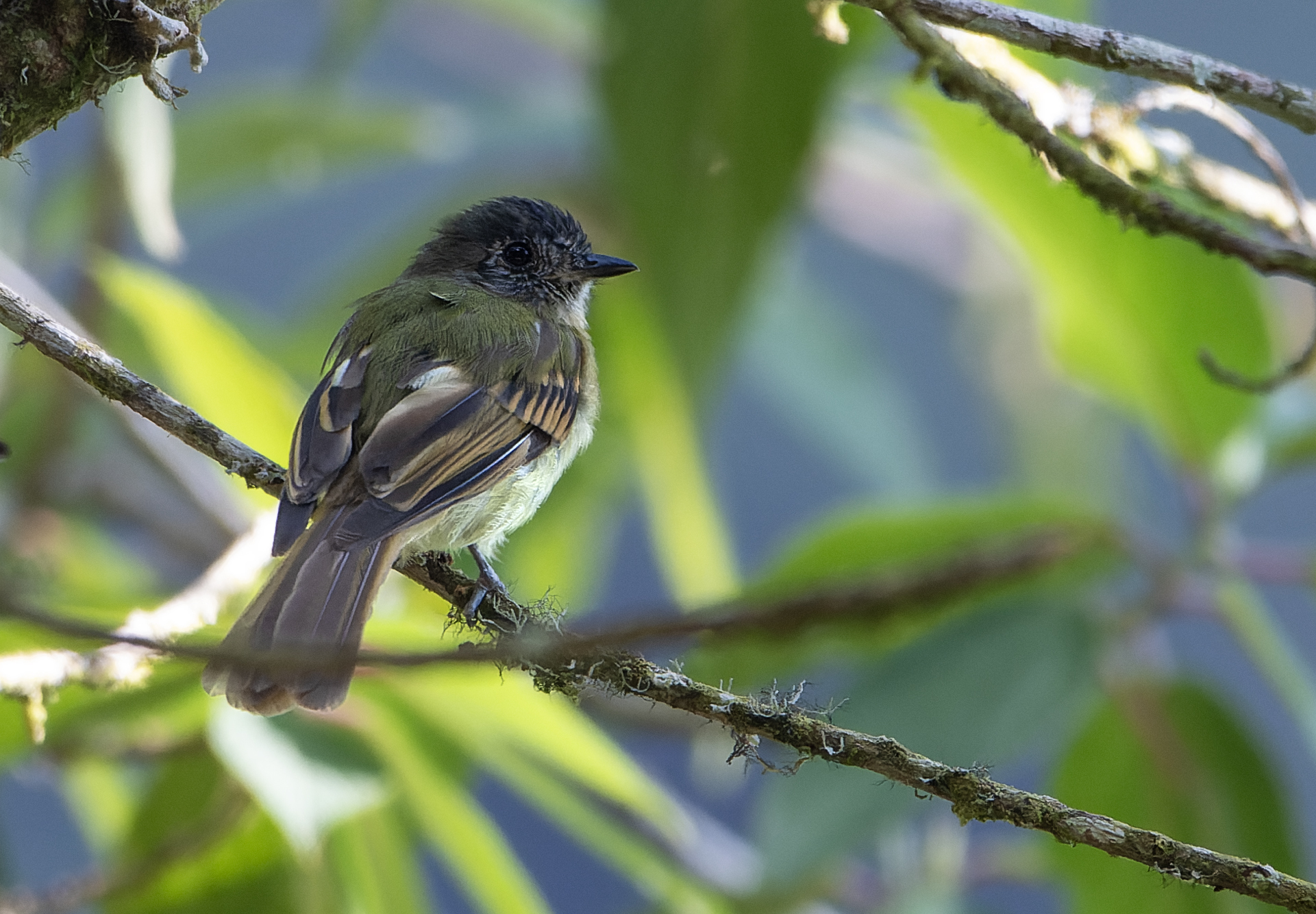 Inca Flycatcher (Leptopogon taczanowskii), photo 2