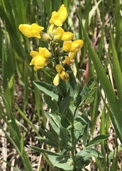 Thermopsis montana