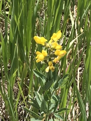 Thermopsis montana