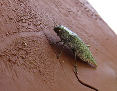 Chrysochroinae