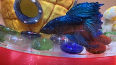 Betta