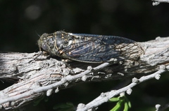 Clidophleps wrighti