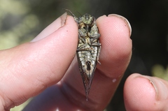 Clidophleps wrighti