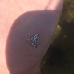 Neocataclysta magnificalis