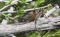 Platypedia bernardinoensis