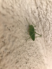 Platylyra californica