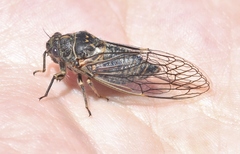 Clidophleps wrighti