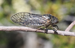 Clidophleps wrighti