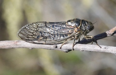Clidophleps wrighti