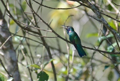 Colibri serrirostris