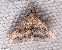 Phalaenostola larentioides