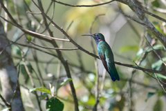 Colibri serrirostris