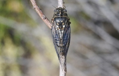 Clidophleps wrighti