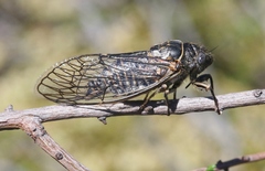 Clidophleps wrighti