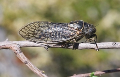 Clidophleps wrighti
