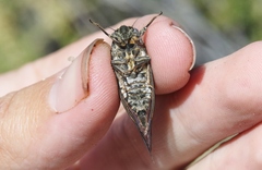 Clidophleps wrighti