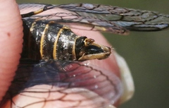 Clidophleps wrighti