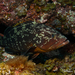 Dusky Grouper - Photo (c) Philippe Guillaume, some rights reserved (CC BY)