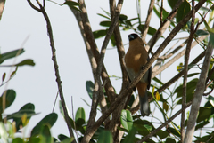 Schistochlamys ruficapillus