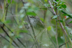 Hemitriccus margaritaceiventer