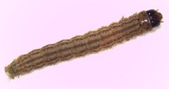 Hellula