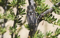 Clidophleps wrighti