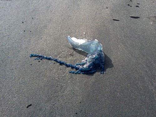 photo of Portuguese Man O' War (Physalia physalis)