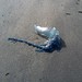 photo of Portuguese Man O' War (Physalia physalis)