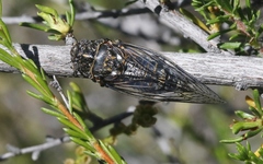 Clidophleps wrighti