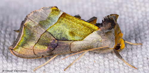 Hologram Moth photo 3