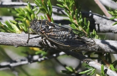 Clidophleps wrighti