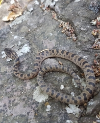 Leptodeira splendida