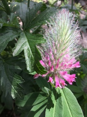 Trifolium rubens