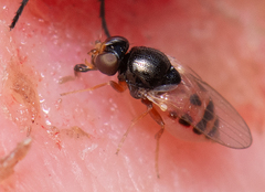 Diptera