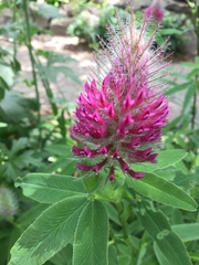 Trifolium rubens