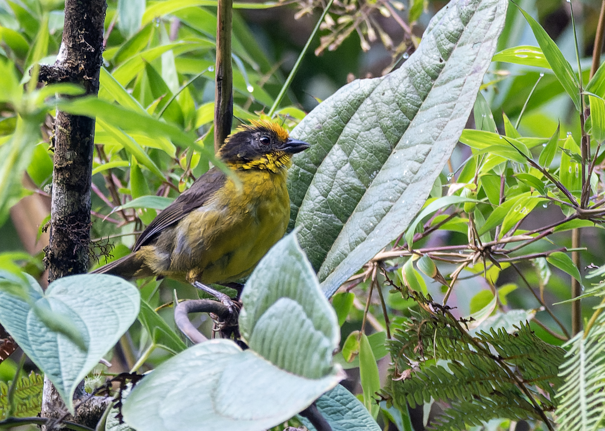 Tricolored Brushfinch (Atlapetes tricolor), photo 2