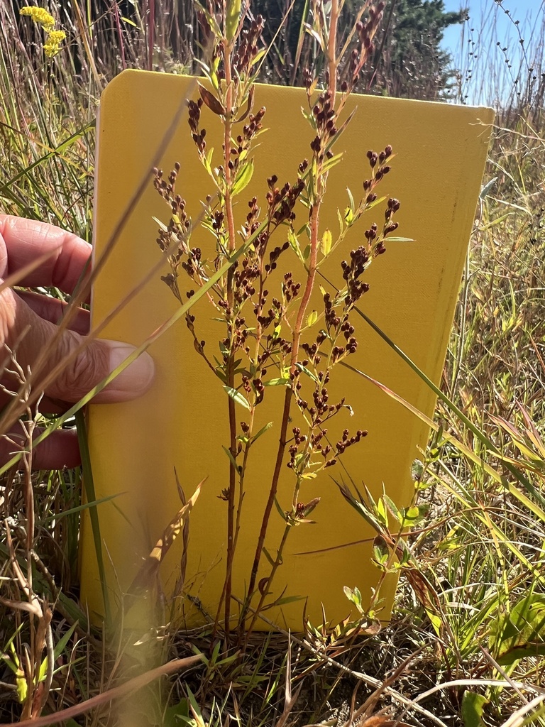 Thymeleaf pinweed from restricted access due to military base camp