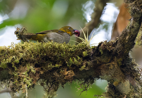 Yellow-whiskered Chlorospingus (Chlorospingus parvirostris), photo 9